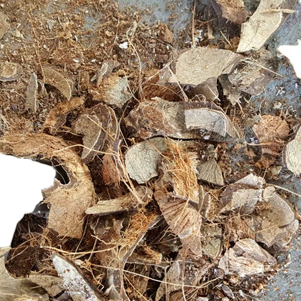 Electric Coconut Shelling Peeling Machine — image 4