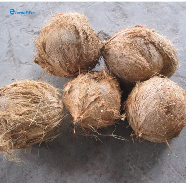 Electric Coconut Shelling Peeling Machine — image 5