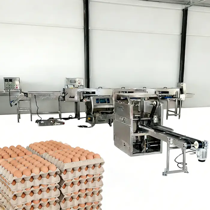 HN QDMECH High Efficiency Food-Grade Stainless Steel Chicken Duck Quail Egg Automatic Egg Tray Loader for Egg Processing Plant — image 3