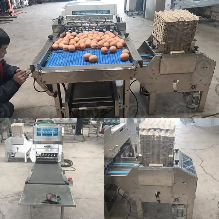 HN QDMECH High Efficiency Food-Grade Stainless Steel Chicken Duck Quail Egg Automatic Egg Tray Loader for Egg Processing Plant — image 4
