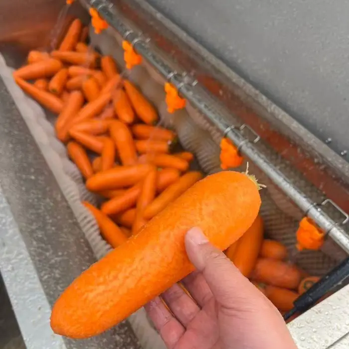 Industrial Brush Type Potato Peeler Machine Automatic Electric Washer Peeler for Sweet Potato Taro Carrot Ginger Beets Scallop — image 5