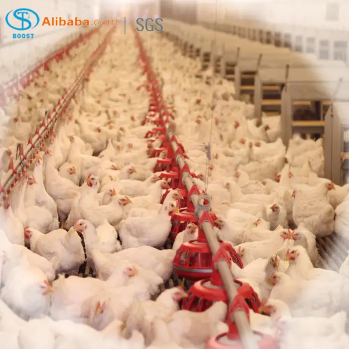 20000 Poultry Complete Large Broilers Chicken Shed Automatic Chicken House Feeding Drinking Plant Big Equipment Farm Line System — image 6
