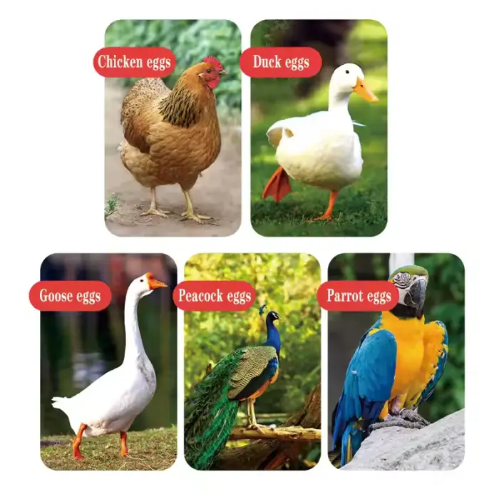 Factory-Direct Sale Large Capacity 400 Fully Automatic Incubator Intelligent Control Constant Temperature High Emu Goose Duck — image 5