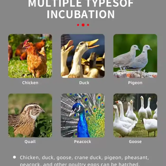 High Quality Fully Automatic Egg Hatching Machine Wholesale Incubators Temperature Control for Chicken Farming New Condition — image 3